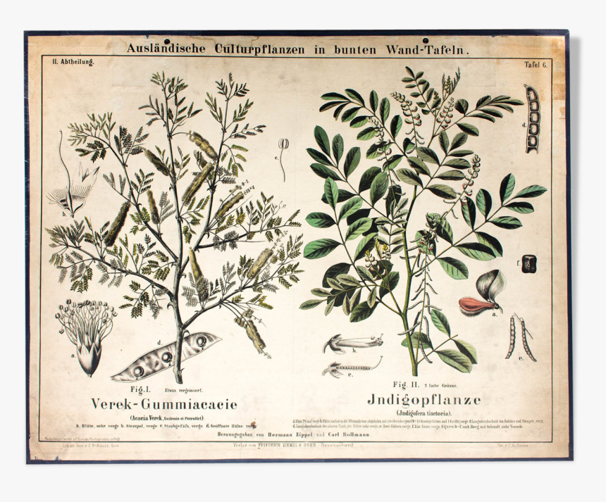 Educational Poster 1877 Indigo Plant 
 Src Https, HD Png Download