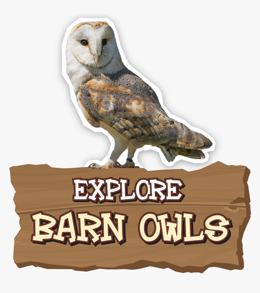 Barn Owl, HD Png Download