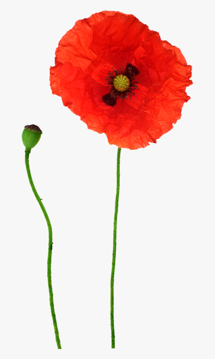 Opium Flower Red Transprent Png Free Download - Poppy Flowers Png, Transparent Png