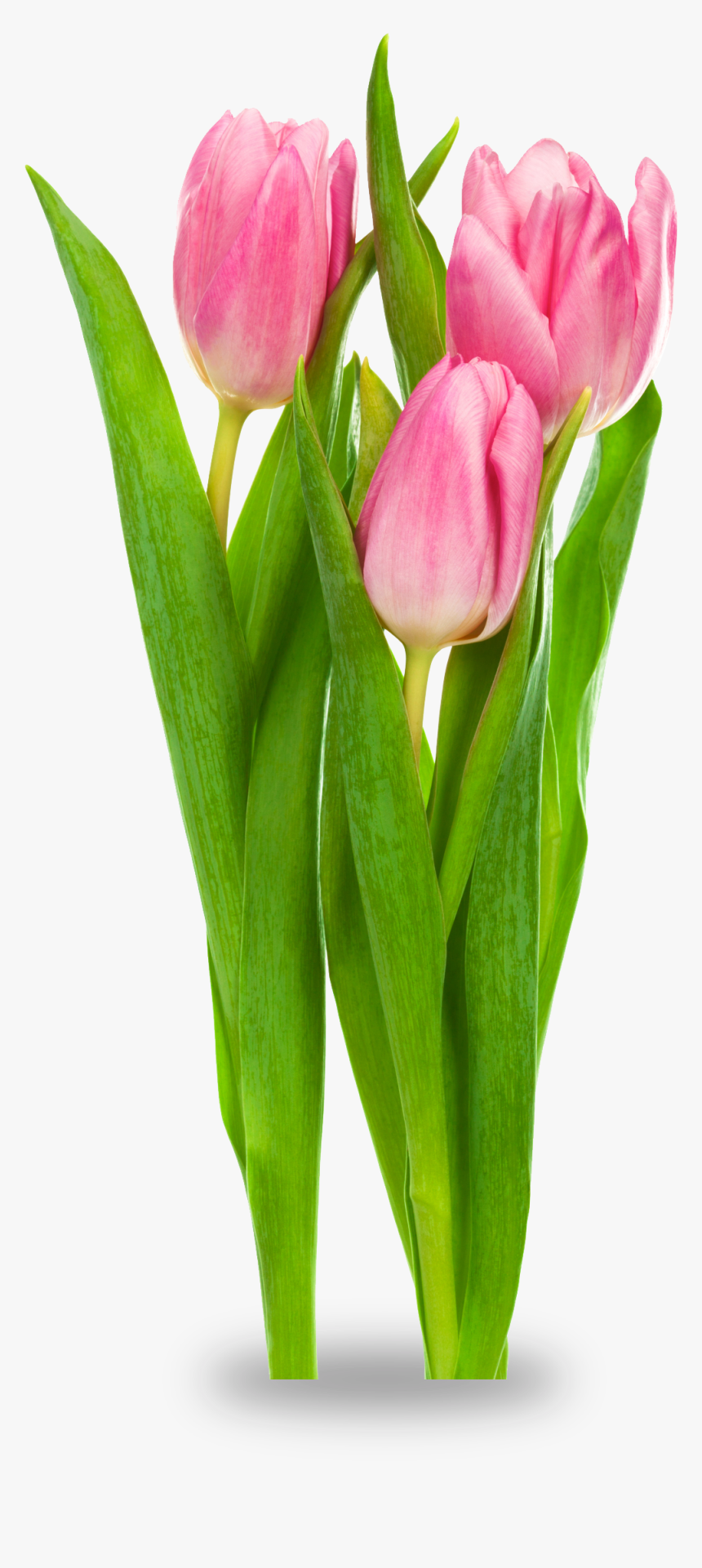 Tulip Bud Png - Transparent Tulips, Png Download