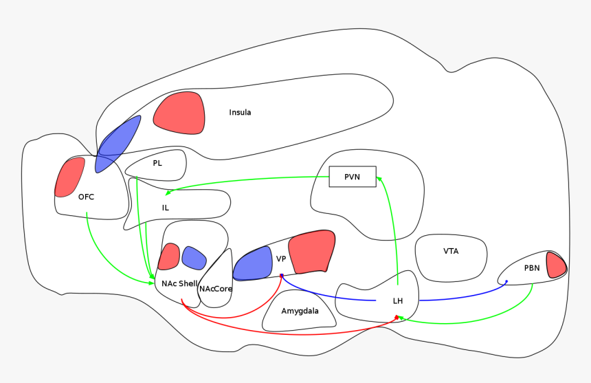 Diagram Of Reward System, HD Png Download