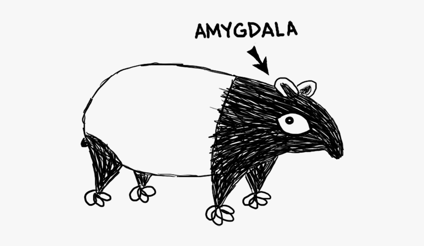 Amygdalatapir - New World Porcupine, HD Png Download