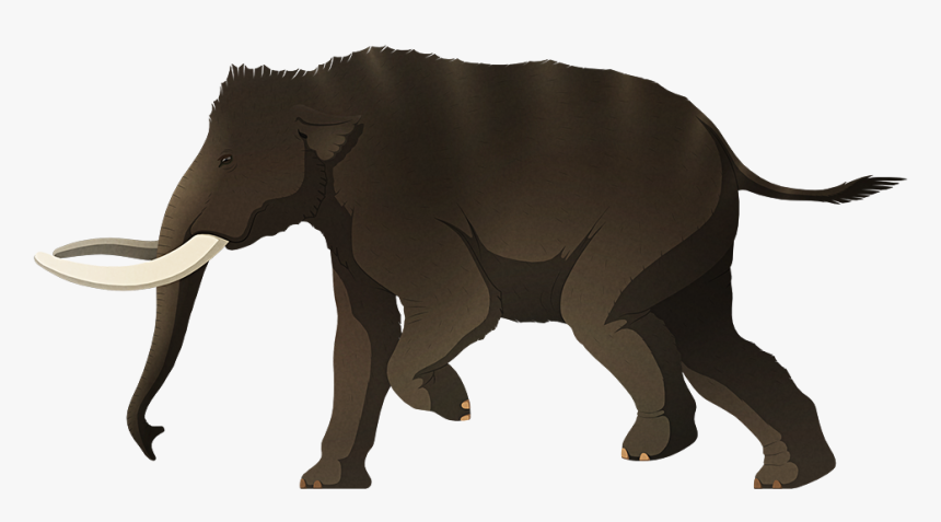 Mnaidriensis, HD Png Download
