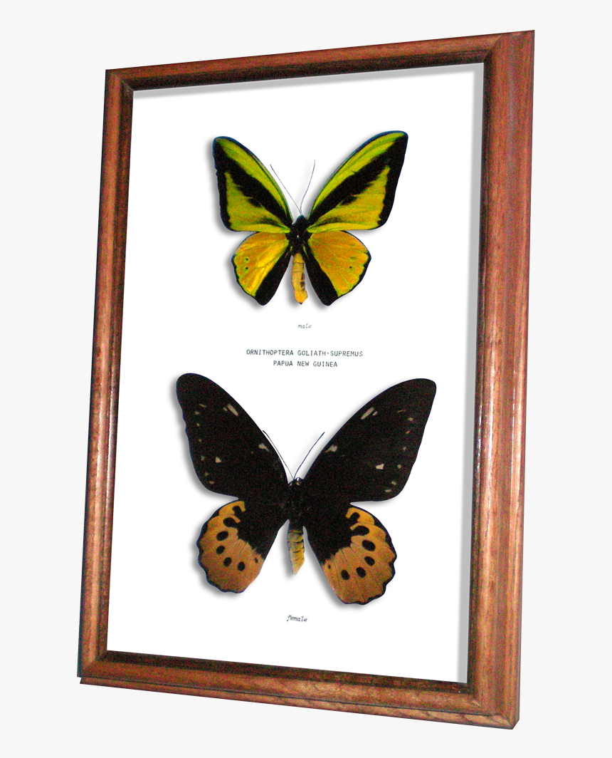 Wildwood Insects Framed Goliath Supremus Birdwing Butterfly - Brush-footed Butterfly, HD Png Download