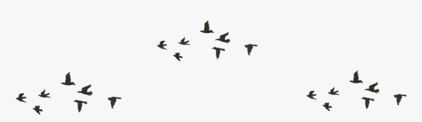 Passarinhos De Verdade Png, Transparent Png