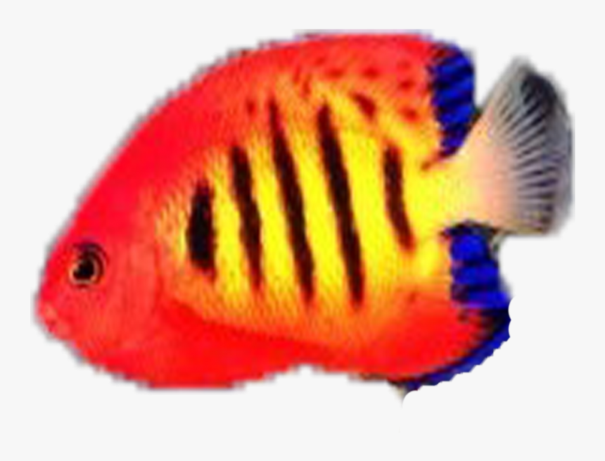 Holacanthus, HD Png Download