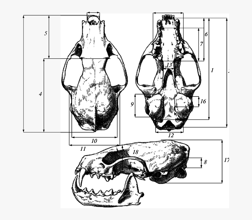 Drawing, HD Png Download