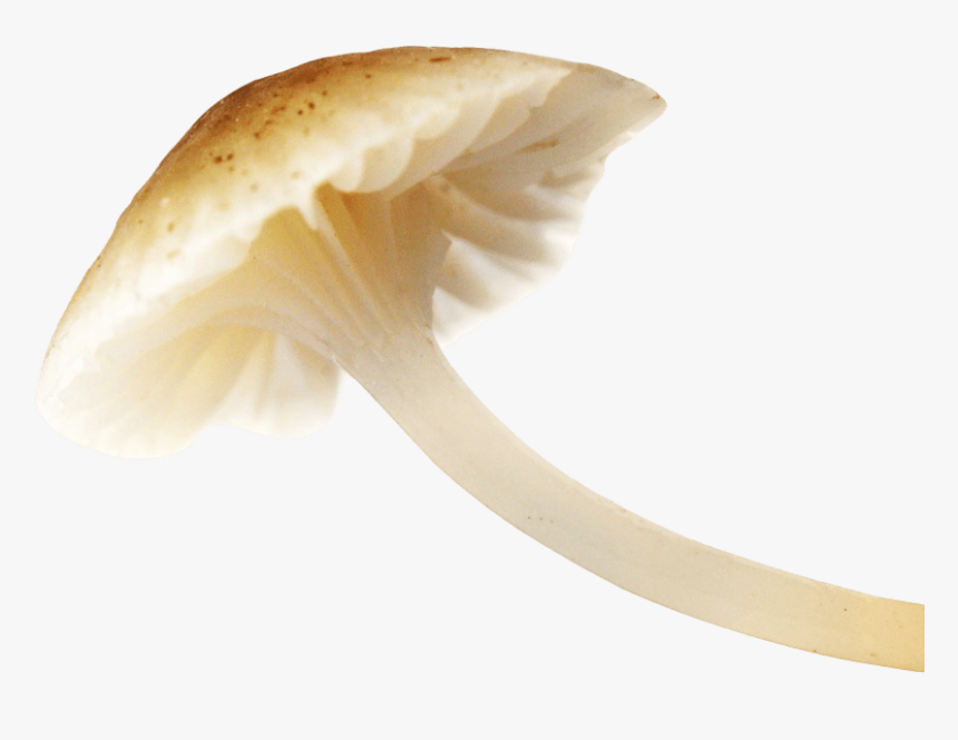 Free Png Download Mushroom Png Images Background Png - Mushroom Png, Transparent Png