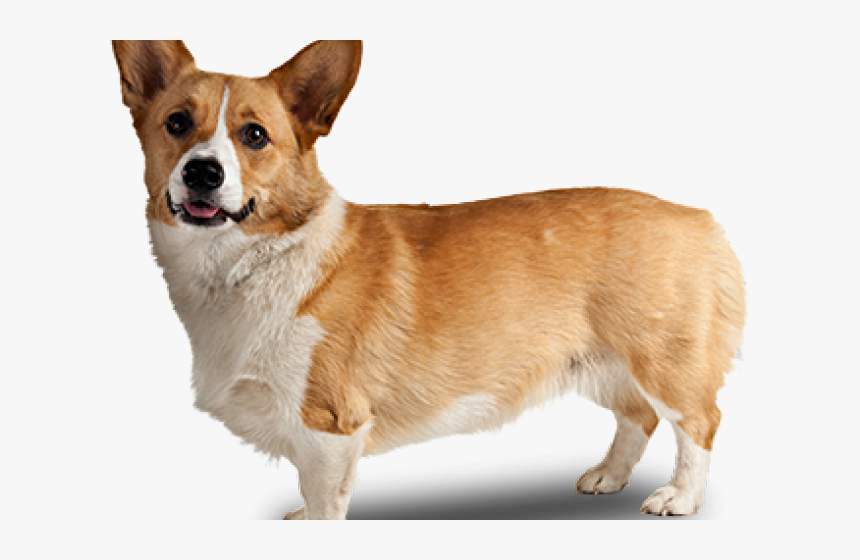 Corgi Clipart Tumblr Transparent - Transparent Background Corgi Png, Png Download