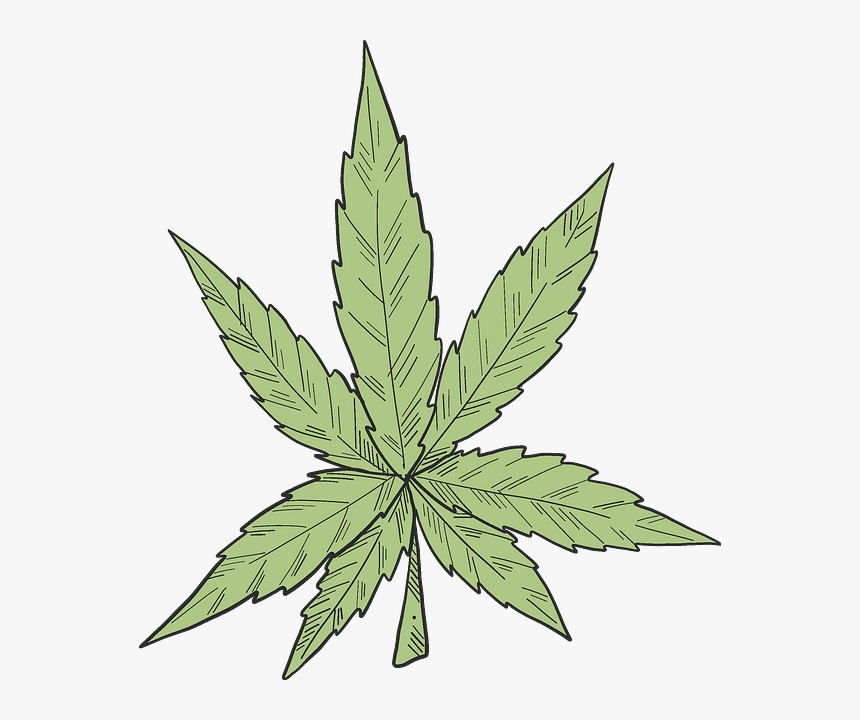 Maple Leaf, HD Png Download