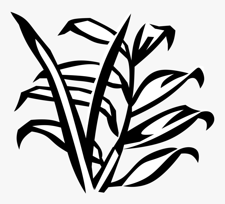 Vector Illustration Of Arecaceae Palm Tree Botanical, HD Png Download