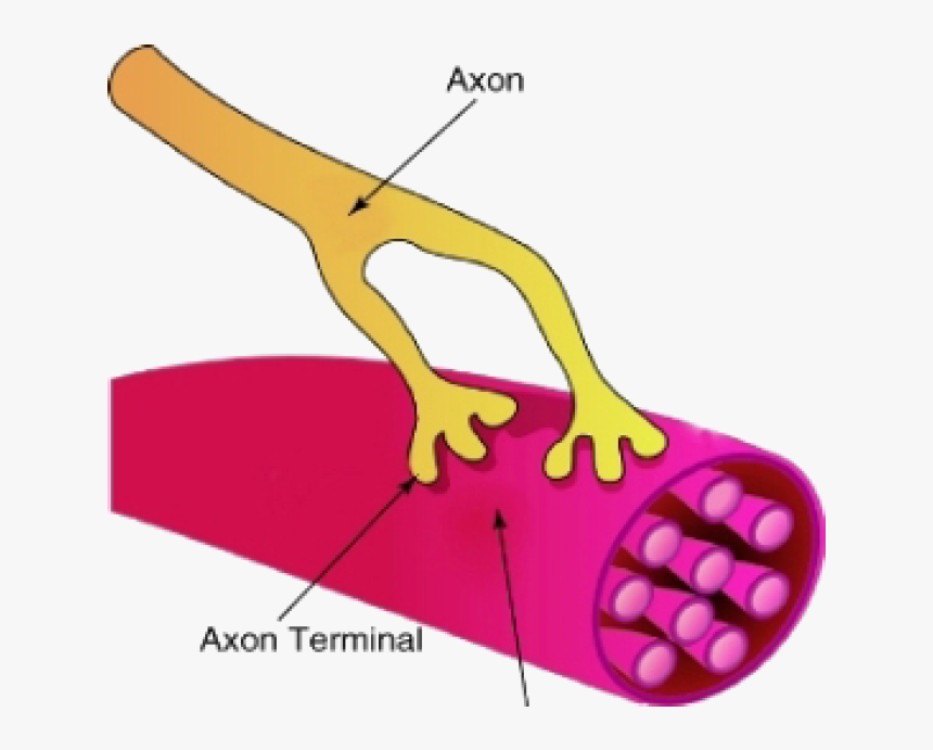A Synapse Between A Neuron And A Muscle Cell - Neurons Vs Muscle Cells ...