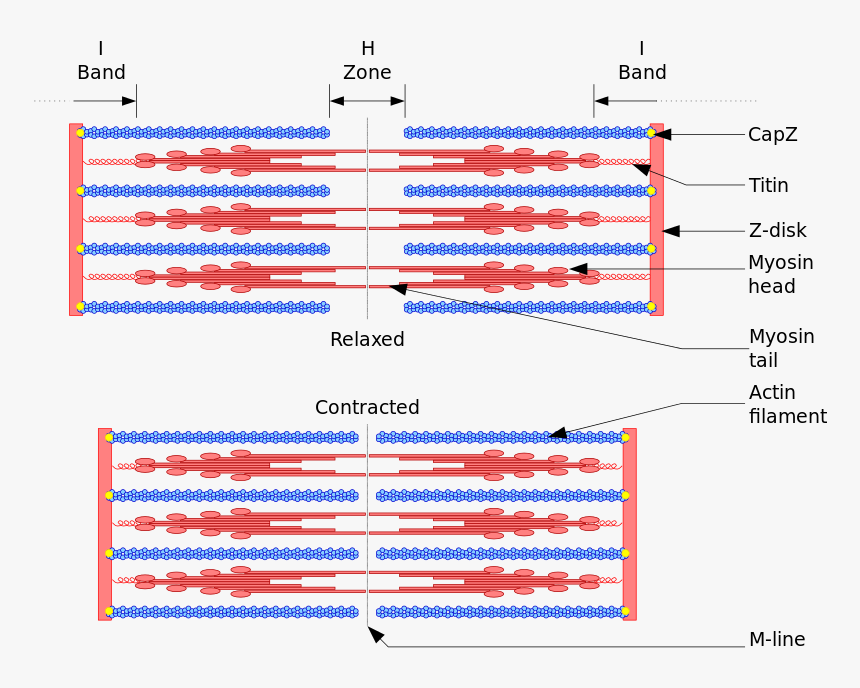 Sarcomere Relaxed Vs Contracted, HD Png Download
