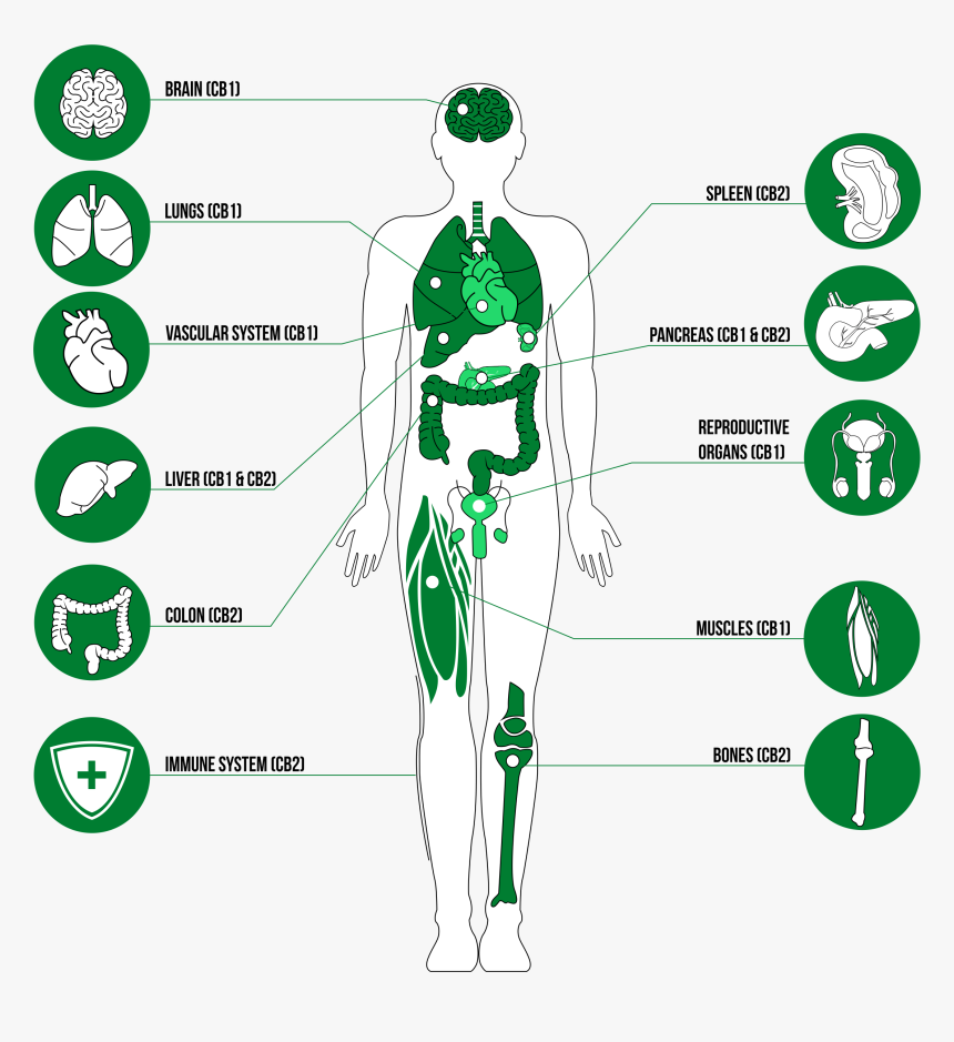 You Cannabinoid Receptor Located, HD Png Download