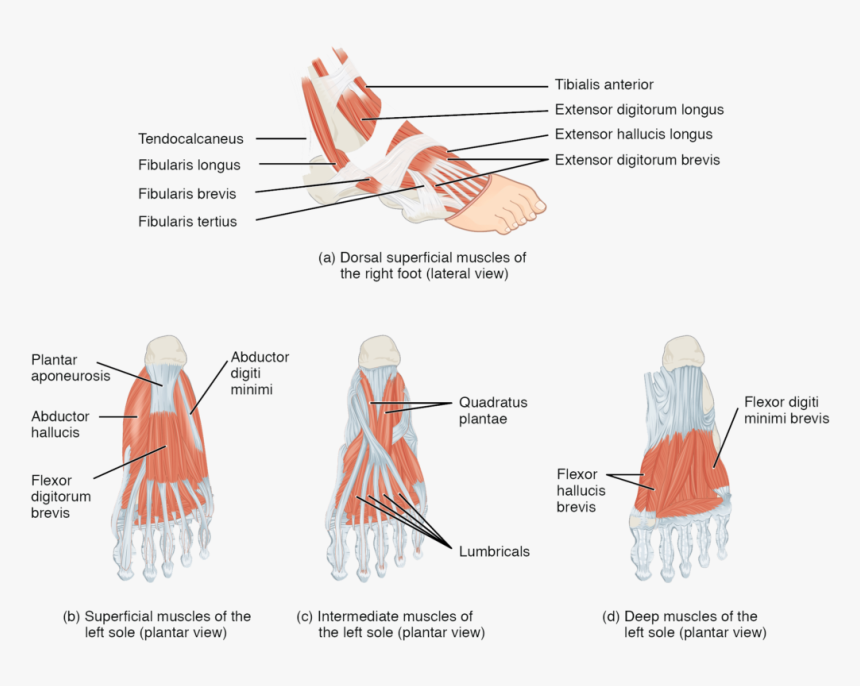 Top Foot Muscles, HD Png Download