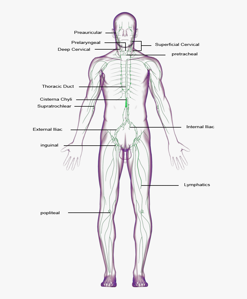 Diagram, HD Png Download
