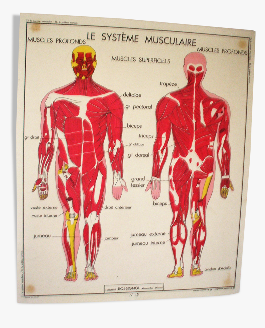 Poster School Nightingale The Muscular System, The - Carte Corps Humain Vintage, HD Png Download