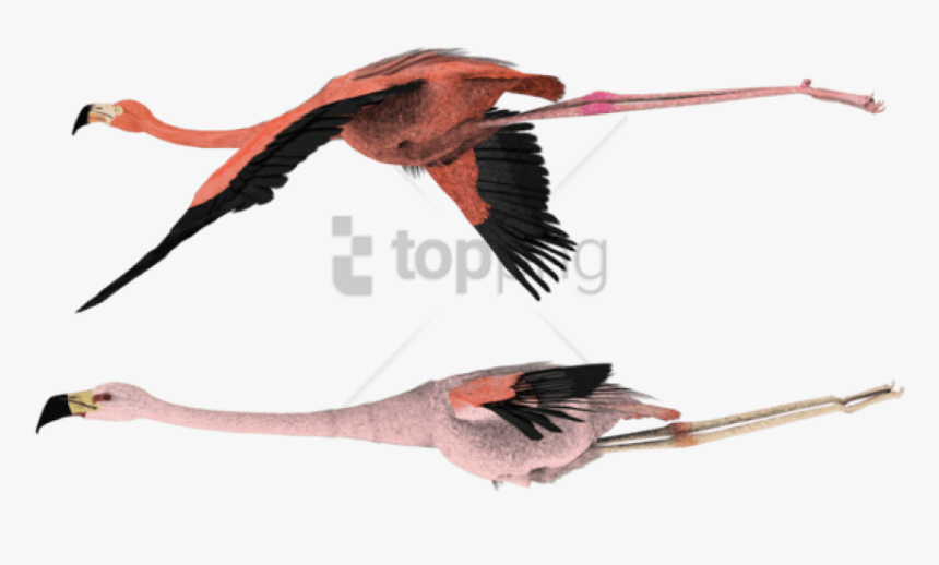 Flying Png - File - Starling-flying - Flying Flamingo, Transparent Png