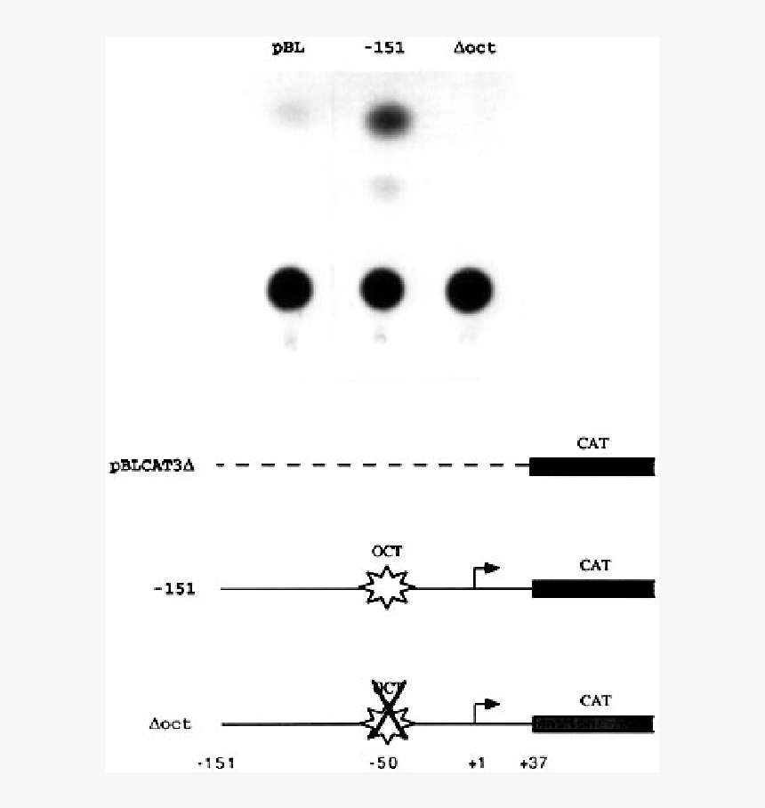 Monochrome, HD Png Download