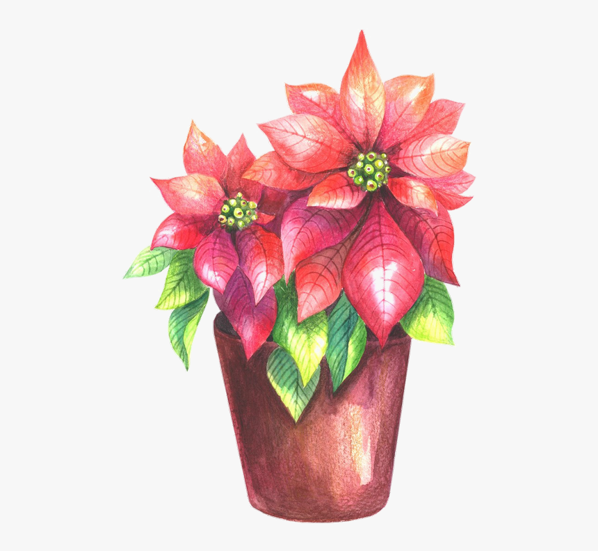 Poinsettia, HD Png Download