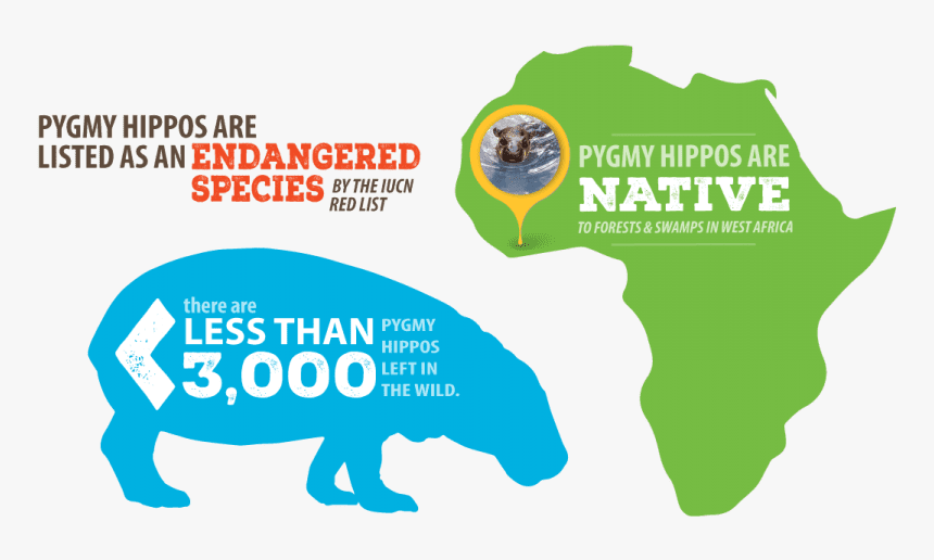 Zootampa At Lowry Park - African American Tshirt Designs, HD Png Download