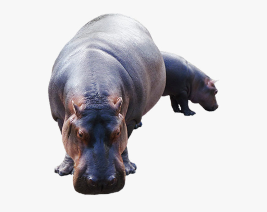Hippopotamus, HD Png Download