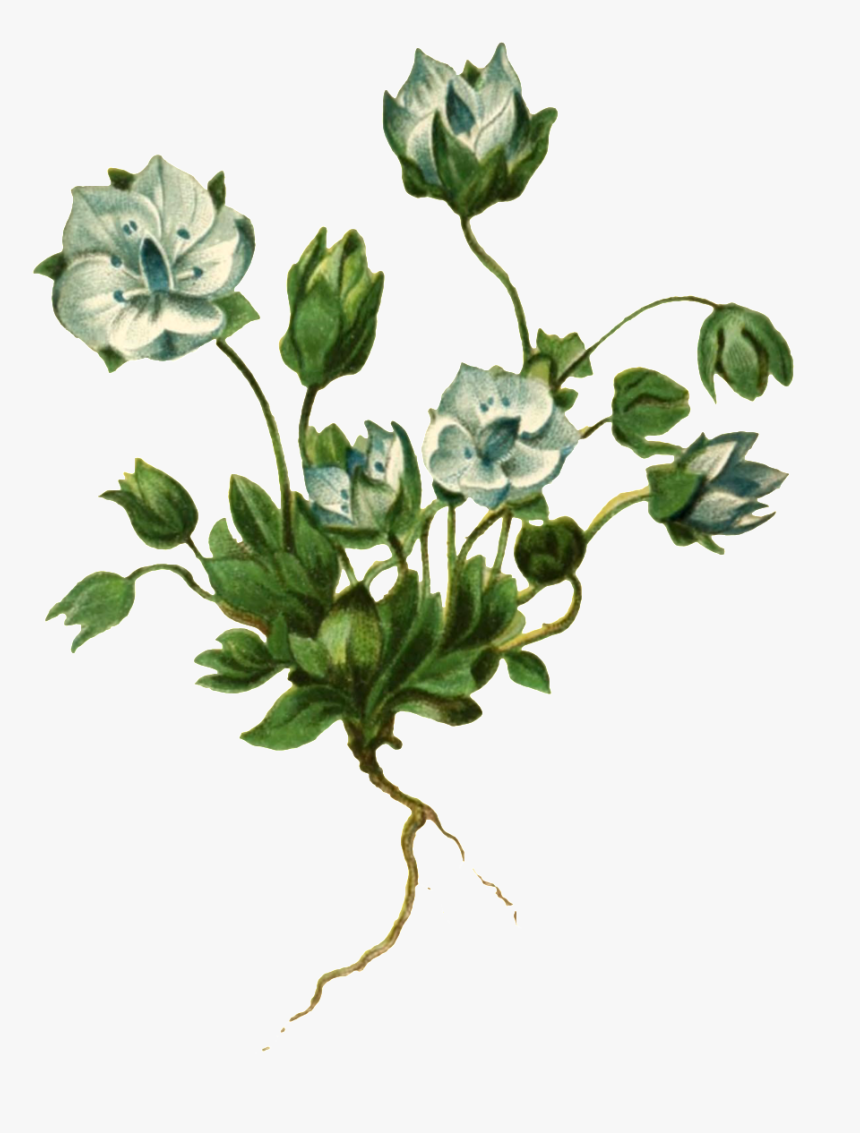 Realistic Hand Painted Plant With Roots And Transparent - Plants, HD Png Download