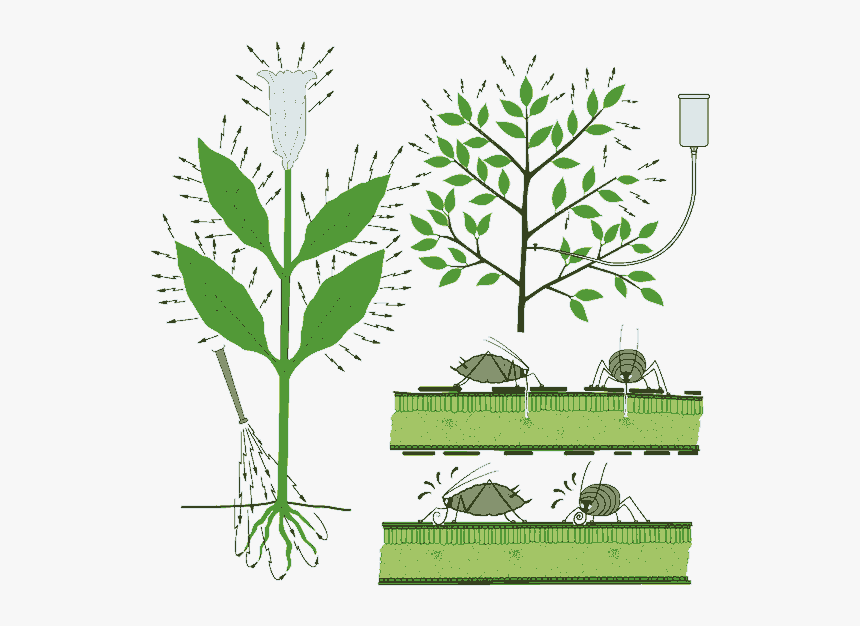 Graphic Of Systemic Insecticides Being Applied To Roots - Tree, HD Png Download