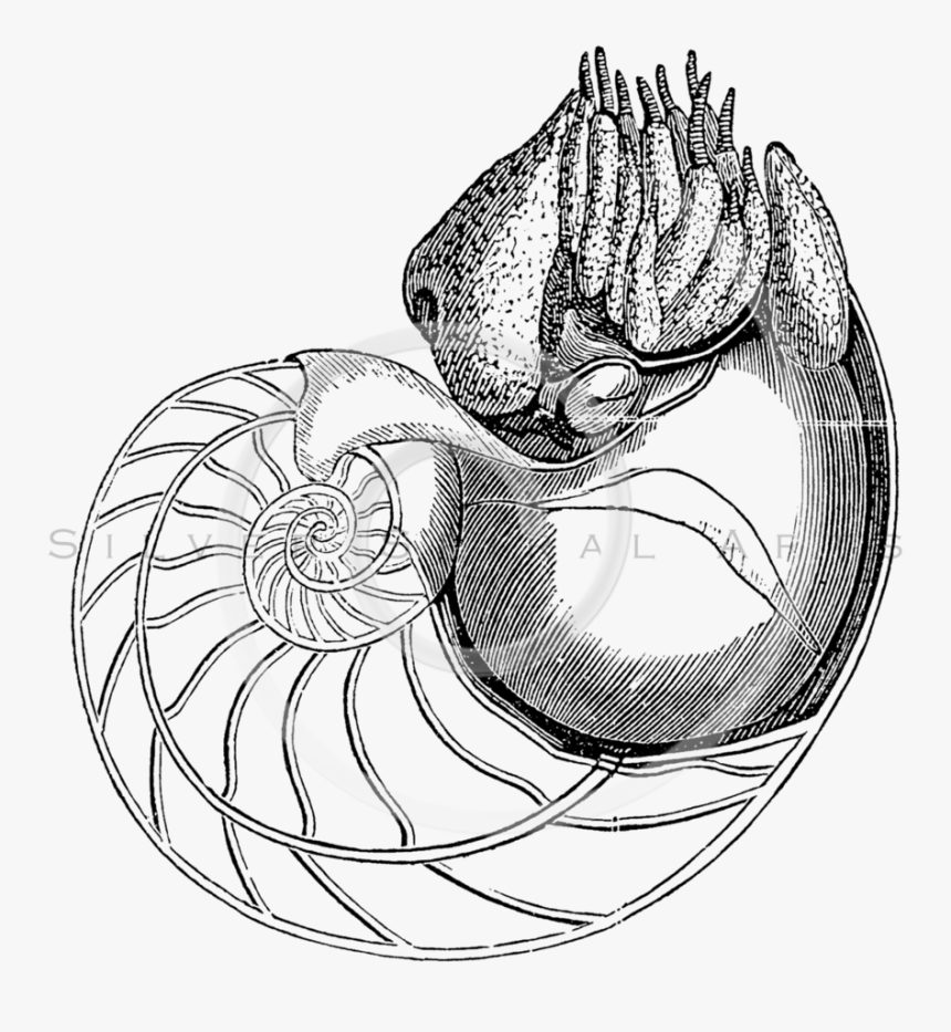 Transparent Snail Clipart Black And White - Nautilus Old Scientific Illustration, HD Png Download