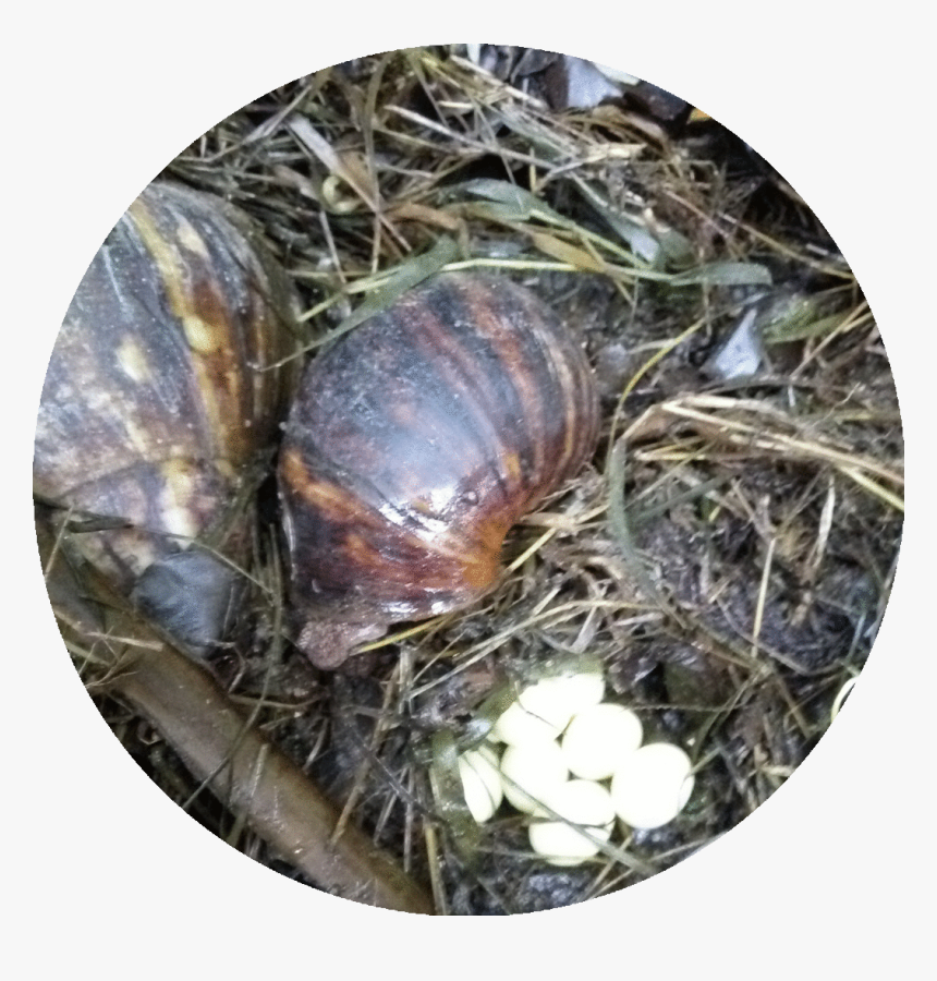 Lymnaeidae, HD Png Download