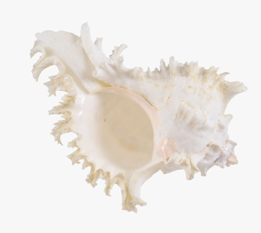 Rock Snail Murex Decorative Shell 6-7 - Shell, HD Png Download