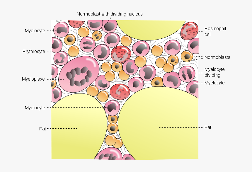 Normal Fat Bone Marrow, HD Png Download