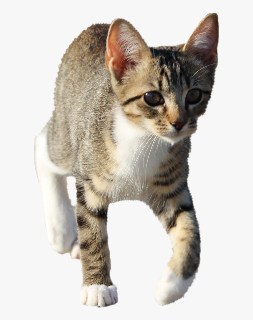 Domestic Short-haired Cat, HD Png Download