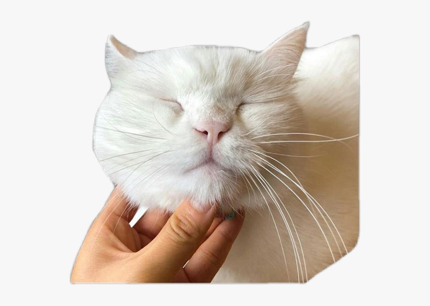 #cat#animal#pngs - Cat Yawns, Transparent Png