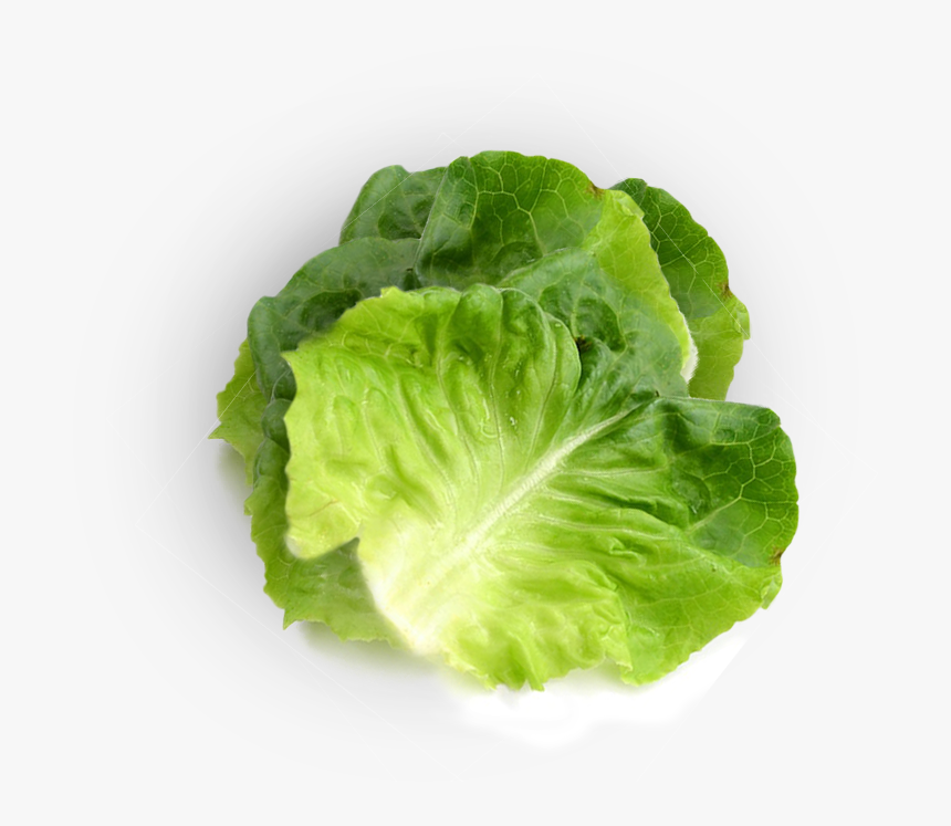 Romaine Lettuce, HD Png Download