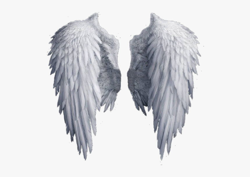 Image - Transparent Background Angel Wings Clipart, HD Png Download