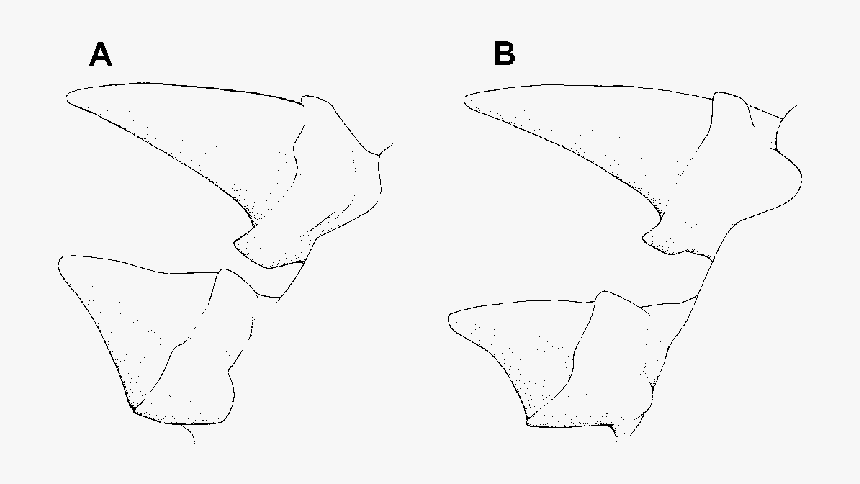 Sketch, HD Png Download