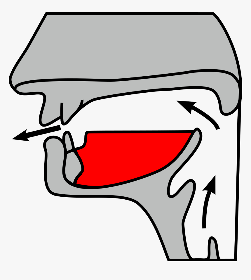 Dental Alveolar Consonant, HD Png Download