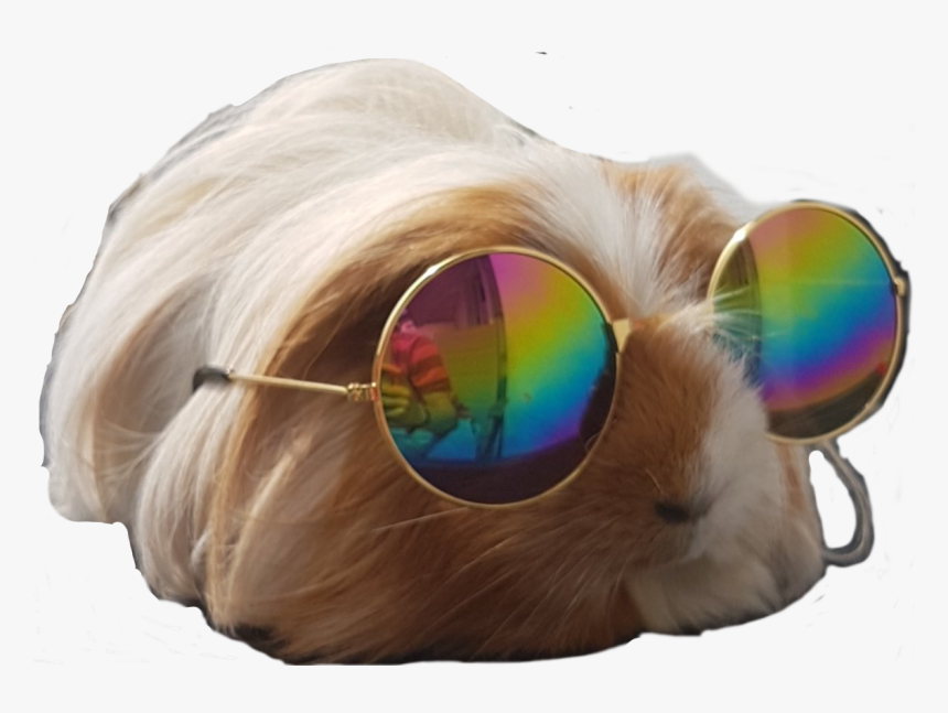 Pet, HD Png Download
