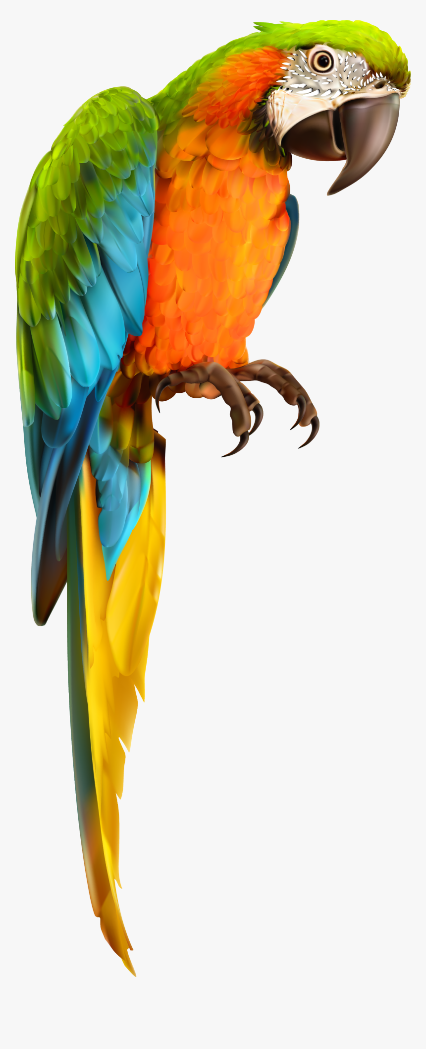 Vector Parrot Parakeet - Transparent Background Parrot Transparent, HD Png Download