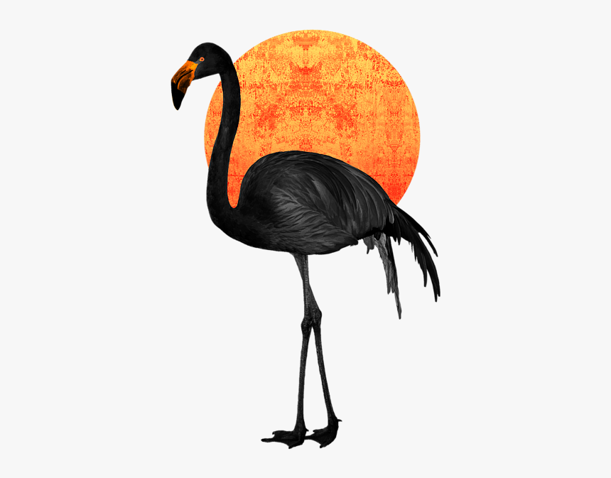 Exotic Birds Black And White, HD Png Download