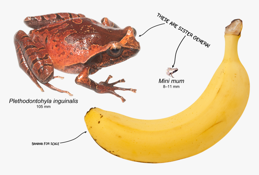 Mini Mum Frog, HD Png Download