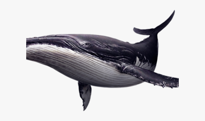 Humpback Whale Transparent Background, HD Png Download