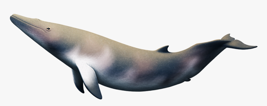 Maiabalaena - Blue Whale, HD Png Download