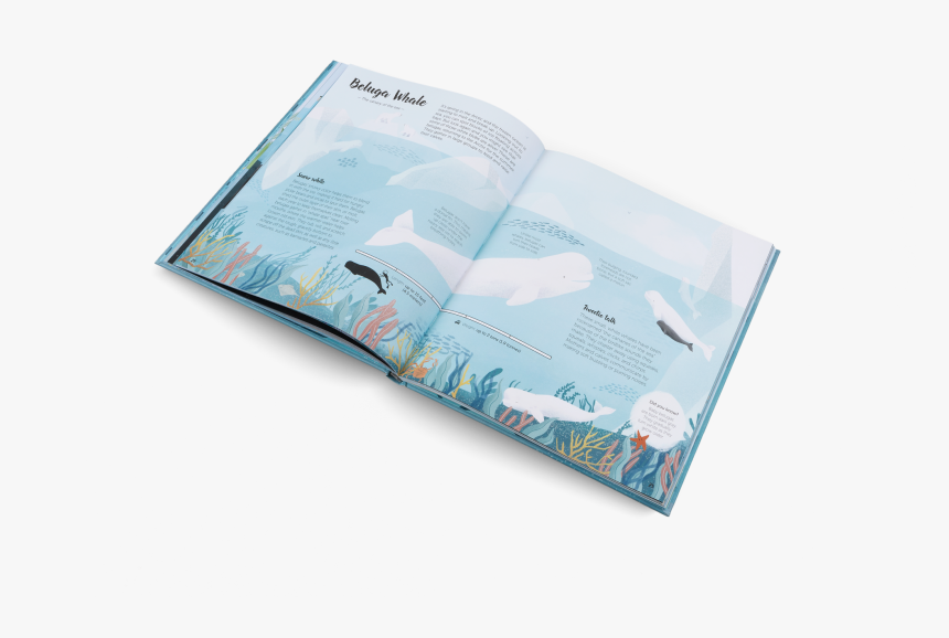 Beluga Whales Are Marine Mammals 
 Class, HD Png Download