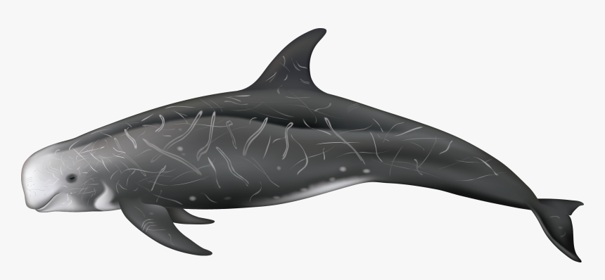 Risso's Dolphin Grampus Griseus, HD Png Download