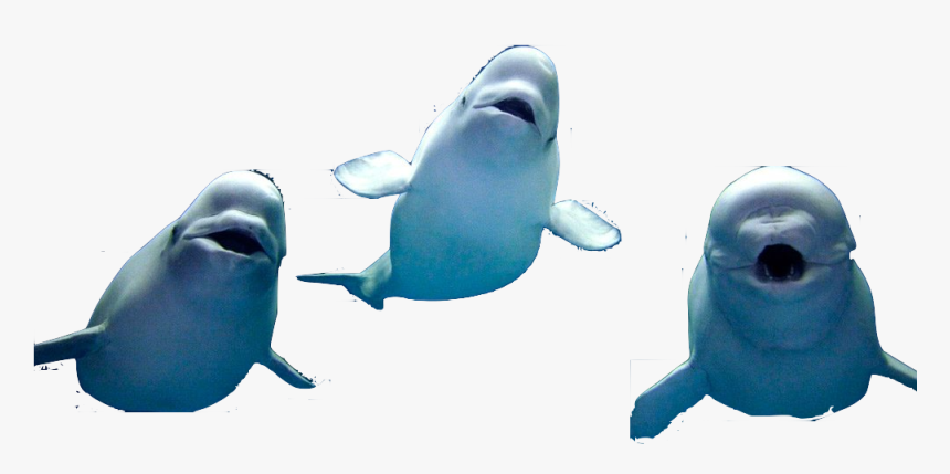 3 Best Friends Captions, HD Png Download