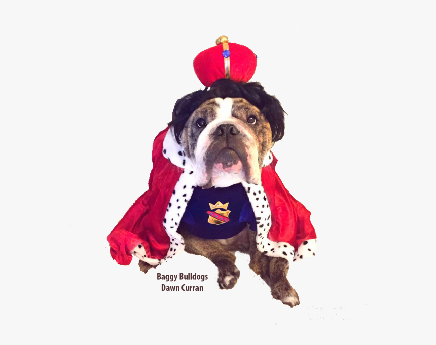 Boston Terrier, HD Png Download