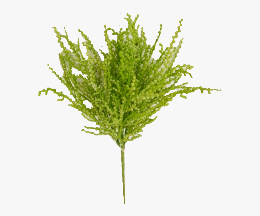 Grass, HD Png Download