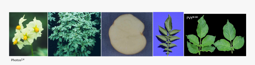 Bredele, HD Png Download